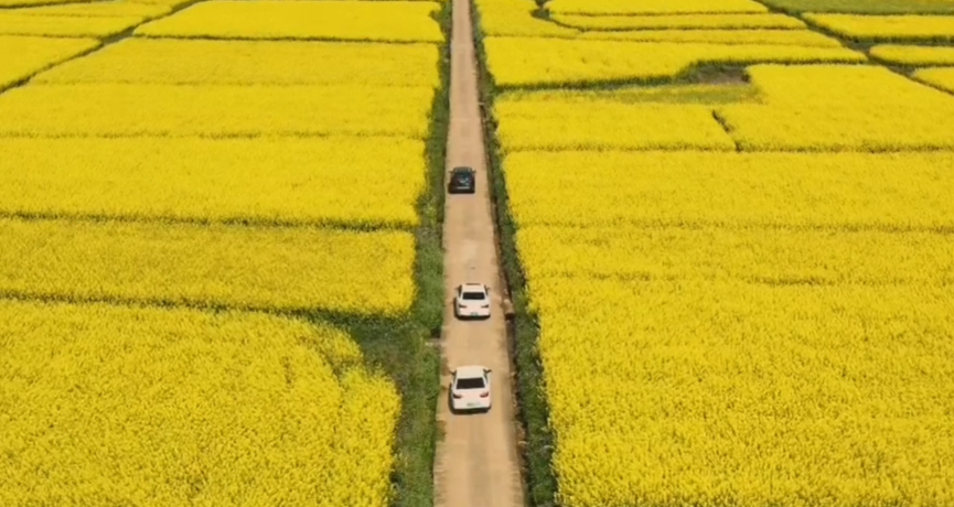 春满花田，，，，，一赏优美，，，，，不负好时光（春游）